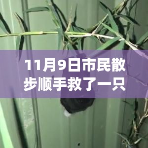 散步奇遇，救助‘鳥界二哈’的自我成長啟示