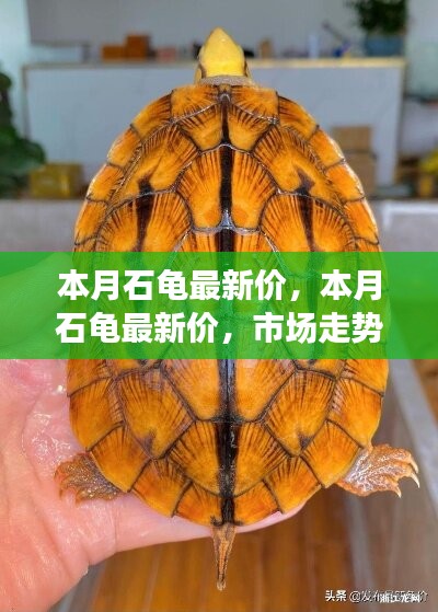 本月石龜最新價格走勢分析，多元觀點下的市場洞察