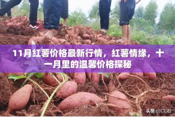 11月紅薯價(jià)格行情揭秘，情緣與溫馨價(jià)格的探秘