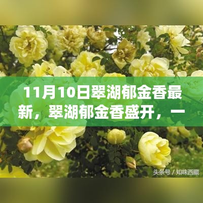 翠湖郁金香盛開(kāi)，尋找內(nèi)心平靜的芳香之旅記實(shí)報(bào)道