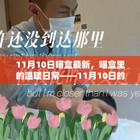 喵盒里的溫暖日常，11月10日的奇妙時(shí)光記錄