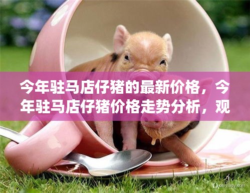 駐馬店仔豬最新價格走勢深度解讀，今年價格分析與觀點闡述