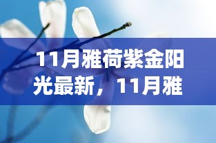 11月雅荷紫金陽光下的勵志蛻變，自信、成就與正能量并行不悖的旅程
