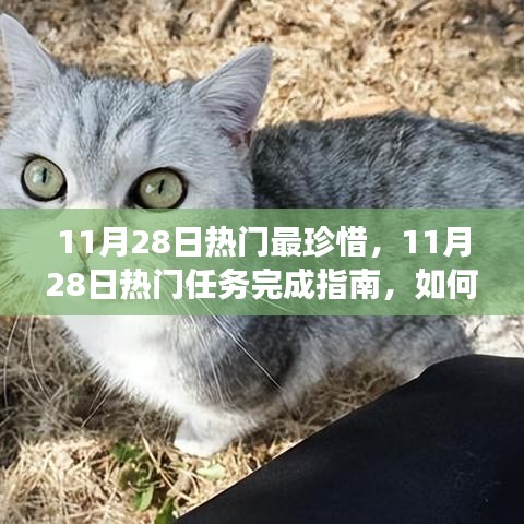 11月28日熱門任務(wù)完成指南，高效珍惜每一天，實(shí)現(xiàn)學(xué)習(xí)與進(jìn)步的飛躍