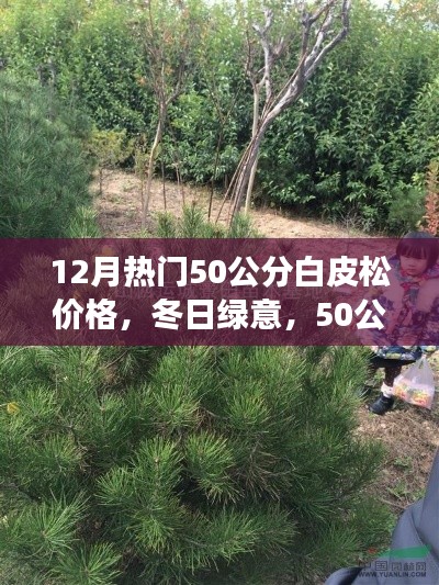 冬季熱門，50公分白皮松的價(jià)格與溫馨故事，冬日綠意盎然