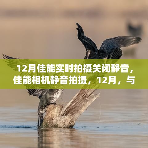 佳能相機靜音拍攝功能開啟，與大自然共舞的美麗時光在12月記錄時刻