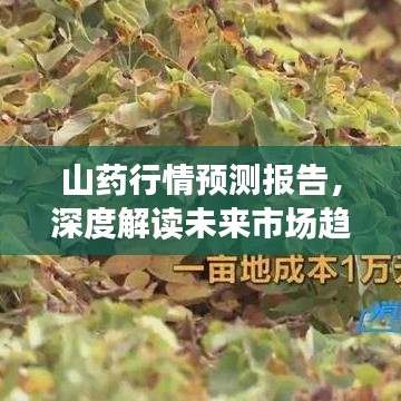 山藥行情預(yù)測報告，深度解讀未來市場趨勢（2019版）