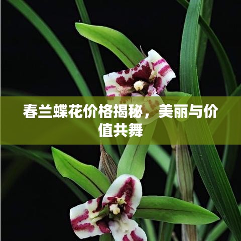 春蘭蝶花價格揭秘，美麗與價值共舞