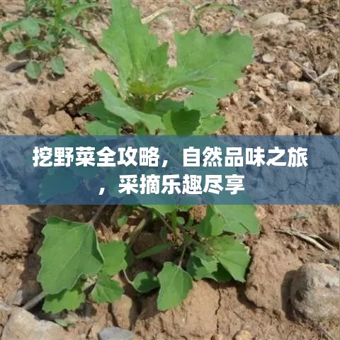 挖野菜全攻略，自然品味之旅，采摘樂趣盡享
