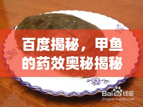 百度揭秘，甲魚的藥效奧秘揭秘！
