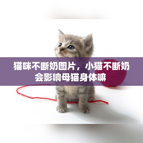 貓咪不斷奶圖片，小貓不斷奶會(huì)影響母貓身體嘛 