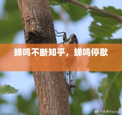 蟬鳴不斷知乎，蟬鳴停歇 