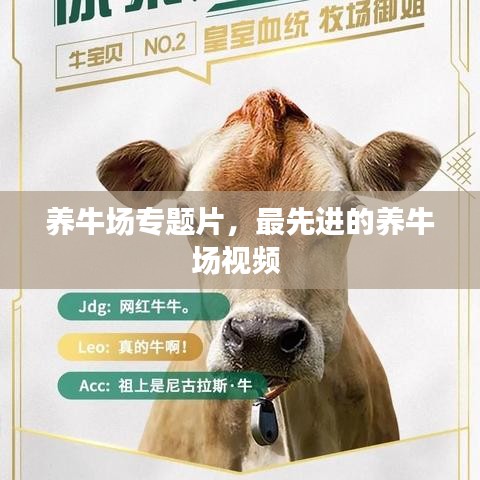 養(yǎng)牛場專題片，最先進的養(yǎng)牛場視頻 