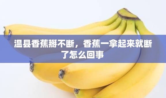 溫縣香蕉掰不斷，香蕉一拿起來(lái)就斷了怎么回事 
