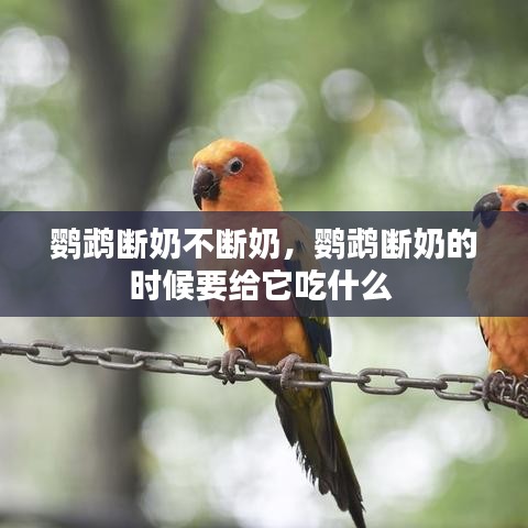 鸚鵡斷奶不斷奶，鸚鵡斷奶的時(shí)候要給它吃什么 