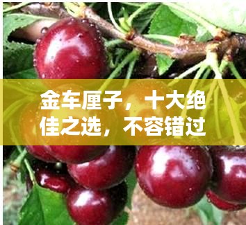 金車厘子，十大絕佳之選，不容錯過！