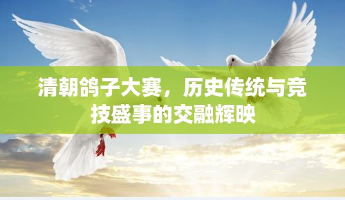 清朝鴿子大賽，歷史傳統(tǒng)與競技盛事的交融輝映