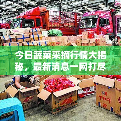 今日蔬菜采摘行情大揭秘，最新消息一網(wǎng)打盡