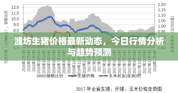 濰坊生豬價格最新動態(tài)，今日行情分析與趨勢預測